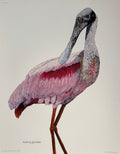 Roseate Spoonbill Print from Nathalie Worthington Bird Collection