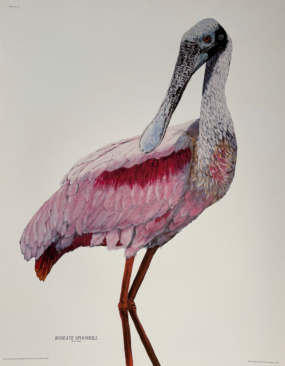 Roseate Spoonbill Print from Nathalie Worthington Bird Collection