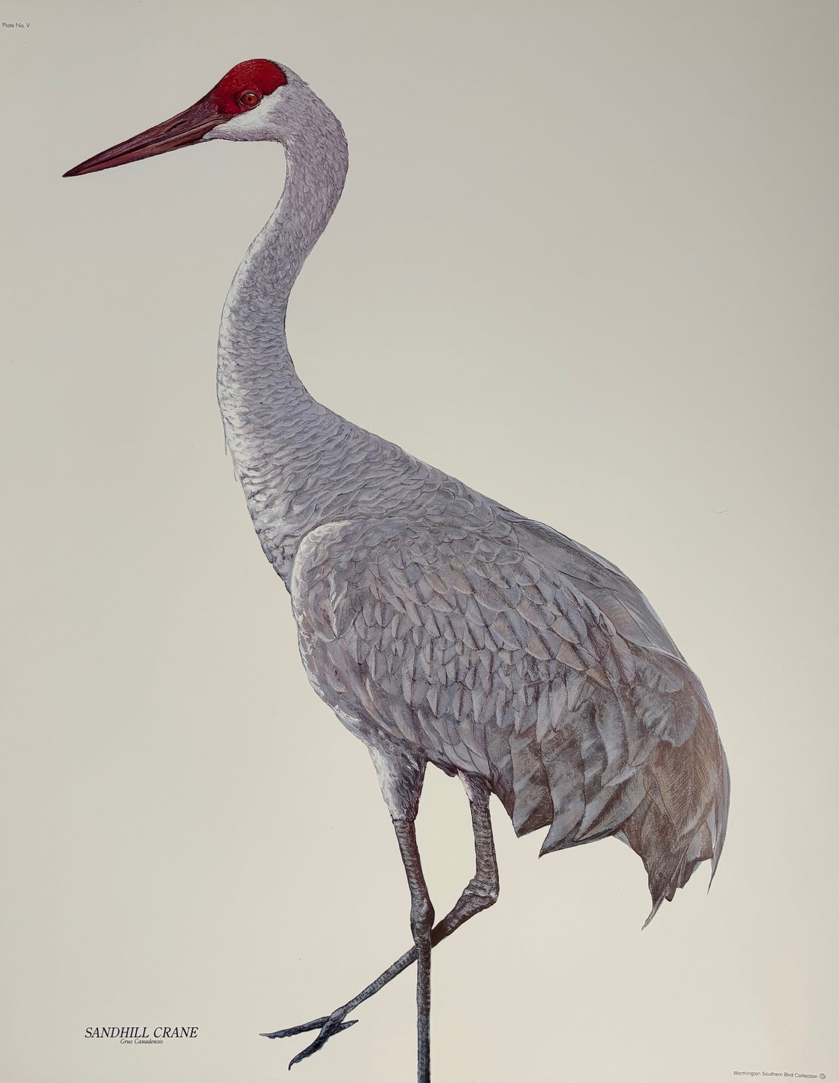 Sandhill Crane Print from Nathalie Worthington Bird Collection